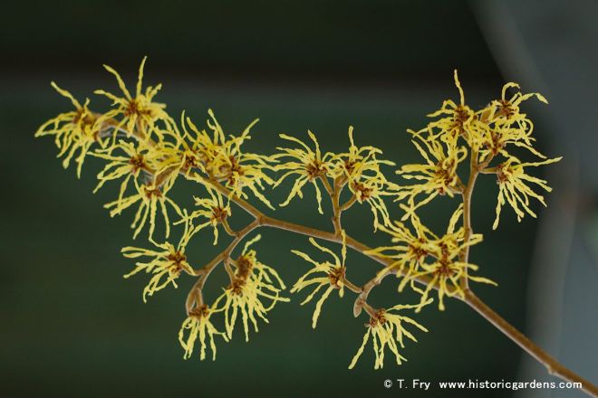 Witch Hazel 'Arnold Promise'